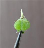  Fruit (Developing)